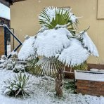 Palma konopná (Trachycarpus fortunei), výška: 40-60 cm, kont. C1.5L - 4 až 6 paliem v jednom kvetináči (-17°C) 